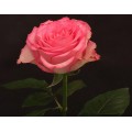 Roses - Sweet Unique